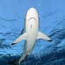 shark_silky_far_jar_v_0266_cub1548.jpg
